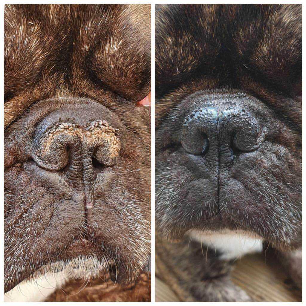Close-up of a dog's nose before and after using Balm Beautiful truffle dog balm.