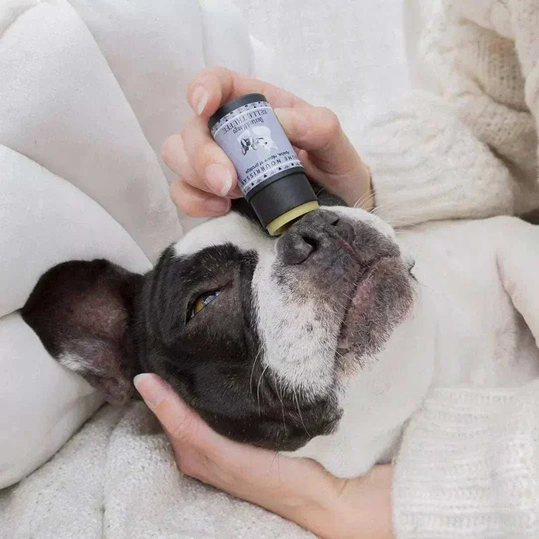 Dog being pampered with Beautiful truffle stick dog balm.
