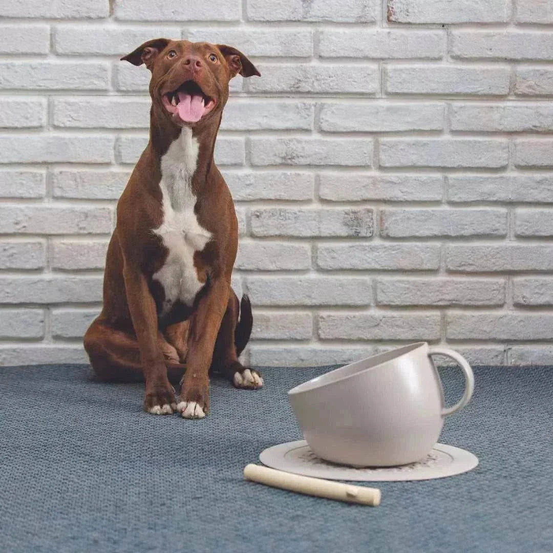 Set of anti-splash dog bowl with gray non-slip mat, made from recycled plastic.