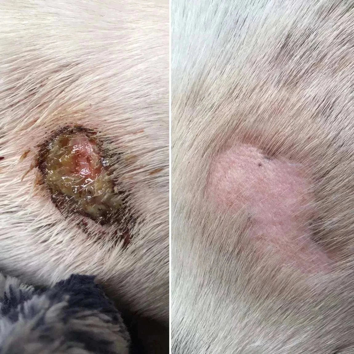 Dog skin before and after using Miraculous Balm for healing.