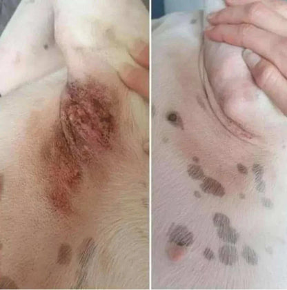 Before and after images showing the healing effect of Miraculous Balm on a dog's skin.