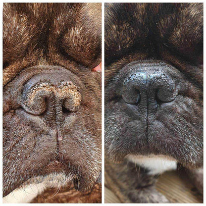 Close-up of a dog's nose before and after using Balm Beautiful truffle dog balm.