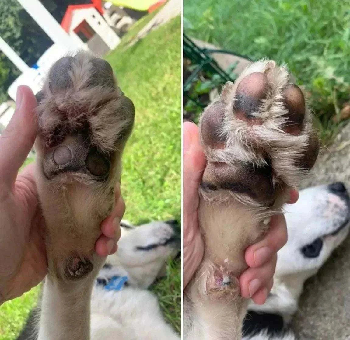 Dog paw before and after using Soft Pad Balm, showcasing moisturizing and healing effects.
