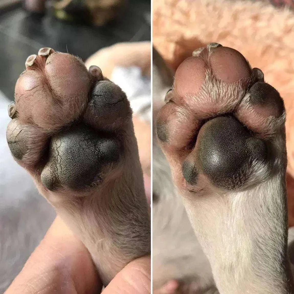Dog paw before and after using Soft Pad Balm, showing moisturized and smooth pads.