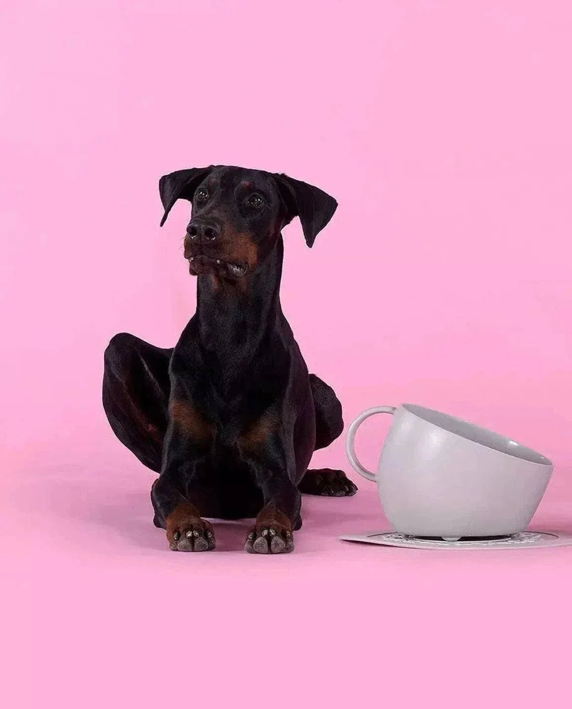 High anti-splash bowl and dove gray under-bowl mat for dogs, non-slip design on a gray background.