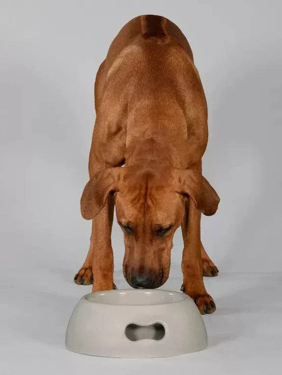 eco-friendly dog eating from polypropylene bowl